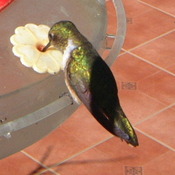 Scintillant Hummingbird